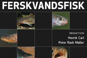 Ny bog kortlægger Danmarks ferskvandsfisk  Foto: Statens Naturhistoriske Museum