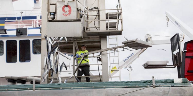 Her ses GG 764 Astrid i fuld gang med losning af årets første makrel i Skagen. Korrekt prøvetagning er vigtig for det endelige resultat af landingen   Foto: Michael Egelund