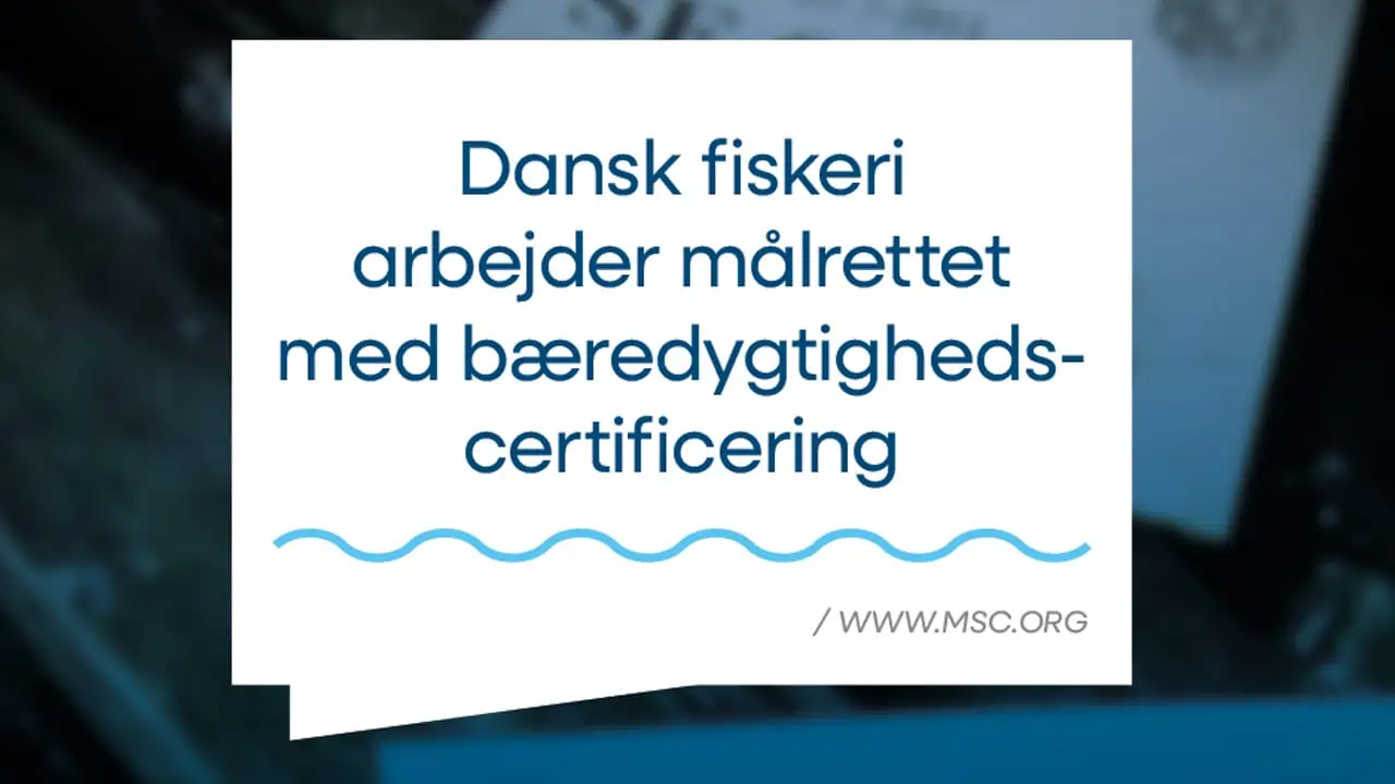 Read more about the article Dansk fiskeri har fokus på bæredygtighed