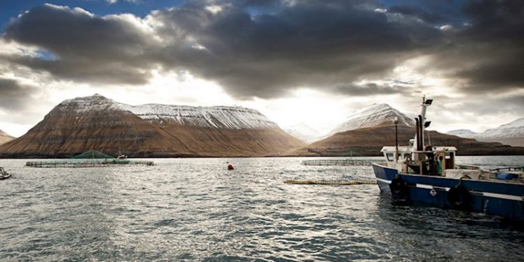Færøsk lakse-eventyr i milliardklassen