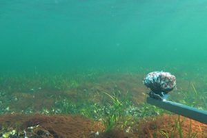 Undersøgelse af havbunden ud for Falsled på Sydfyn, hvor DTU har udlagt blåmuslinger