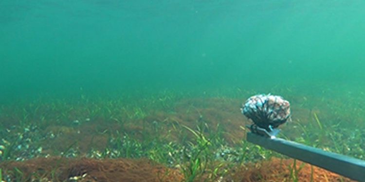 Undersøgelse af havbunden ud for Falsled på Sydfyn, hvor DTU har udlagt blåmuslinger