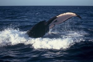 Dette er en lille fortælling om naturens bedste gødningseksperter, hvalerne – og hvorfor deres »bidrag« er noget helt andet end det, der skyller ud i fjorde og kystområder. foto HI.no