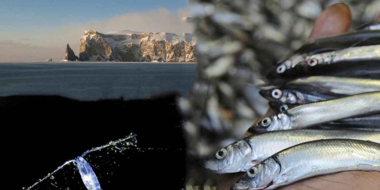 Barentshavet bliver varmere, og det betyder, at lodde og polartorsk skal længere nordpå for at finde mad, men der er færre plankton end tidligere, så hele fødekæden – fra plankton til lodde og videre til torsk – er under massivt pres, og det kan betyde noget mindre mad til torsken fremover. foto: Hi