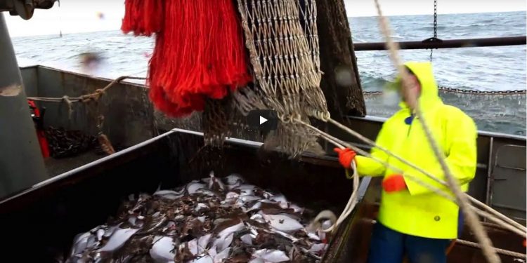 Indien Forbedre Samlet Hollandsk trawler fanger fladfisk i Nordsøen - FiskerForum