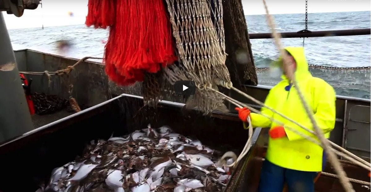 Read more about the article Hollandsk trawler fanger fladfisk i Nordsøen