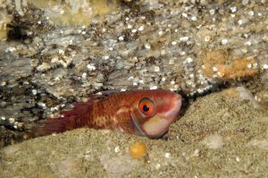 Hvordan sover fisk og dyr i havet eller tager de sig bare en lur. - foto: HI.no