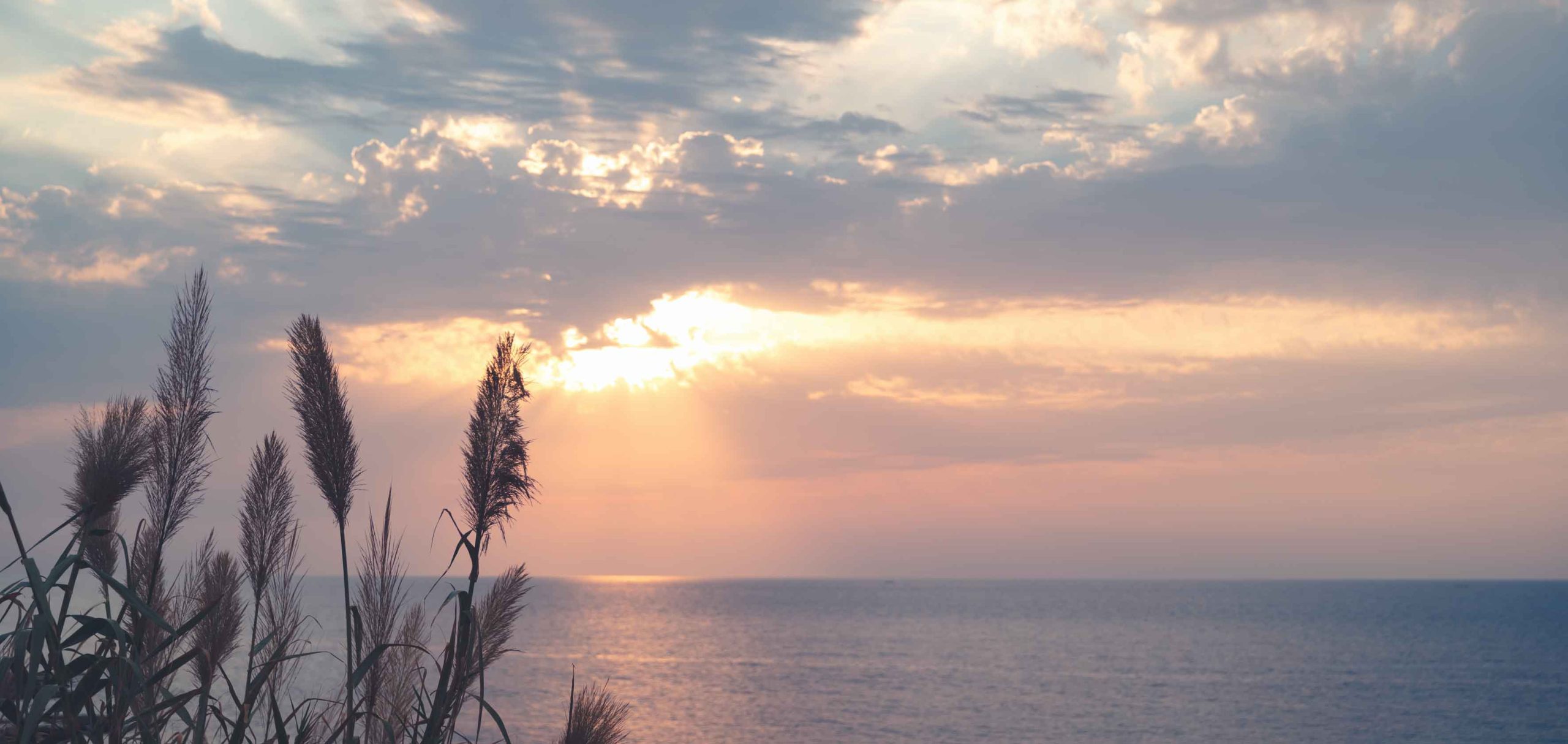 Read more about the article Nye beskyttede havområder skal styrke biodiversiteten