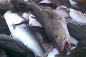 Fiskeriets minister er ude med en løftet pegefinger  Foto: skærpet sanktioner overfor fiskere der ikke overholder de maksimalt 10 procent bifangst af torsk - SHenriksen