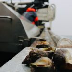Det haster med en Eksport-tilladelelse for konk og krabber til Kina