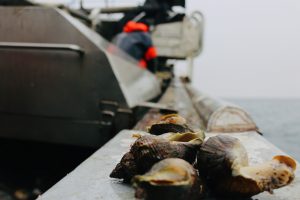 Det haster med en Eksport-tilladelelse for konk og krabber til Kina