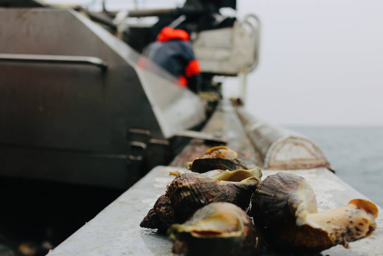 Read more about the article Det haster med en Eksport-tilladelelse for konk og krabber til Kina