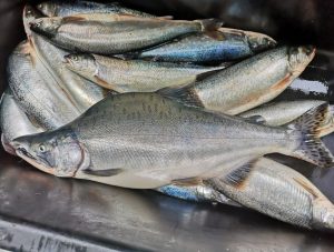 En videnskabelig artikel om pukkellaks i Grønland er netop blevet publiceret af forskere ved Grønlands Naturinstitut