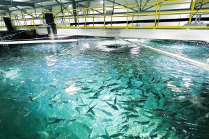 Norge: Broodstock køber aktiemajoriteten i Billund Aquaculture Norway. foto: Billund Aquaculture