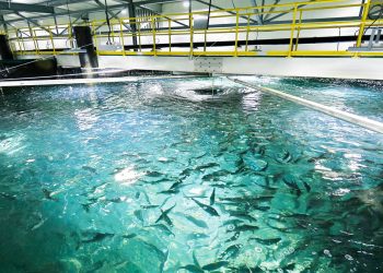 Norge: Broodstock køber aktiemajoriteten i Billund Aquaculture Norway. foto: Billund Aquaculture