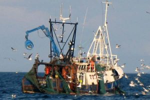 Skotske fiskere efterlyser afslutning på torskegenopretningsplanen.  Foto: BNM