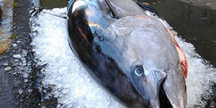 Atten blåfinnede tun indsamler netop nu værdifuld viden  Arkivfoto: Blåfinnede tun landet til Fiskeauktion Nord - Flaskeposten