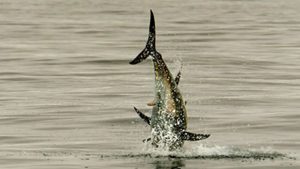 Grænserne skubbes i undersøgelse af marine dyrs adfærd foto: Kim Birnie-Gauvin DTU Aqua