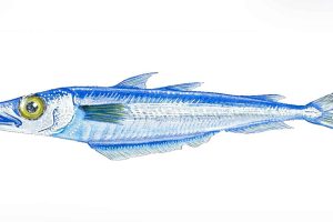 En ny statistisk model kan for første gang forudsige, hvor mange unge blåhvillinger der kommer til i det nordøstlige Atlanterhav – et helt år før de voksne fisk gyder. Opdagelsen er gjort af forskere fra DTU Aqua i samarbejde med Færøernes Havforskningsinstitut og Aarhus Universitet. foto: Clarissa Mazzoni