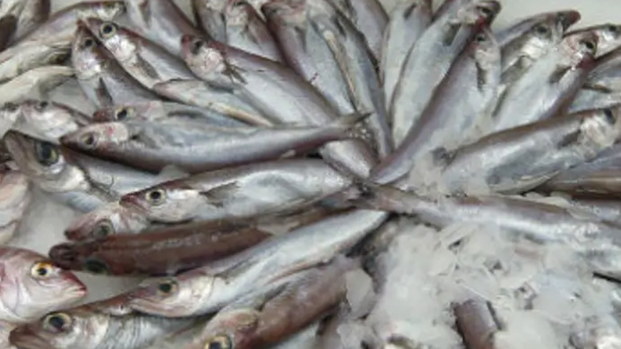 Read more about the article Færøerne: De færøske trawlere har kastet sig over blåhvilling-fiskeriet