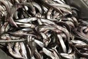 Færøerne: Industrifiskeriet går godt