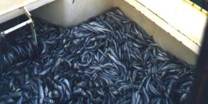 De såkaldte »Coastal States – kyststaterne« Norge, Island, EU, Færøerne og Storbritannien, med Grønland som observatør – er blevet enige om, at kvoten (TAC’en) for blåhvilling i 2026 skal følge ICES’ videnskabelige anbefaling. foto: FiskerForum.com