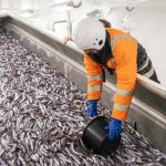 Fiskeriet efter de store stimer af blåhvilling omkring Færøerne kører i øjeblikket på højtryk. Med landinger på over 20.000 tons i Fuglefjord og Tvøroyri alene, har de færøske modtageanlæg haft en særdeles travl uge. foto: Kiran J