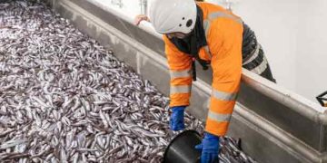 Fiskeriet efter de store stimer af blåhvilling omkring Færøerne kører i øjeblikket på højtryk. Med landinger på over 20.000 tons i Fuglefjord og Tvøroyri alene, har de færøske modtageanlæg haft en særdeles travl uge. foto: Kiran J
