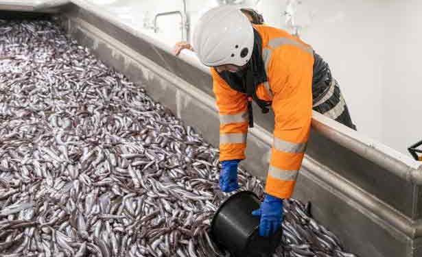 Fiskeriet efter de store stimer af blåhvilling omkring Færøerne kører i øjeblikket på højtryk. Med landinger på over 20.000 tons i Fuglefjord og Tvøroyri alene, har de færøske modtageanlæg haft en særdeles travl uge. foto: Kiran J