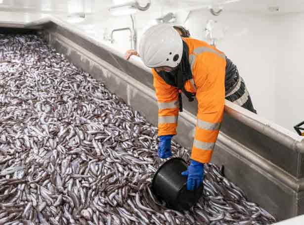 Read more about the article Færøerne: Blåhvillingen strømmer ind til de færøske havne