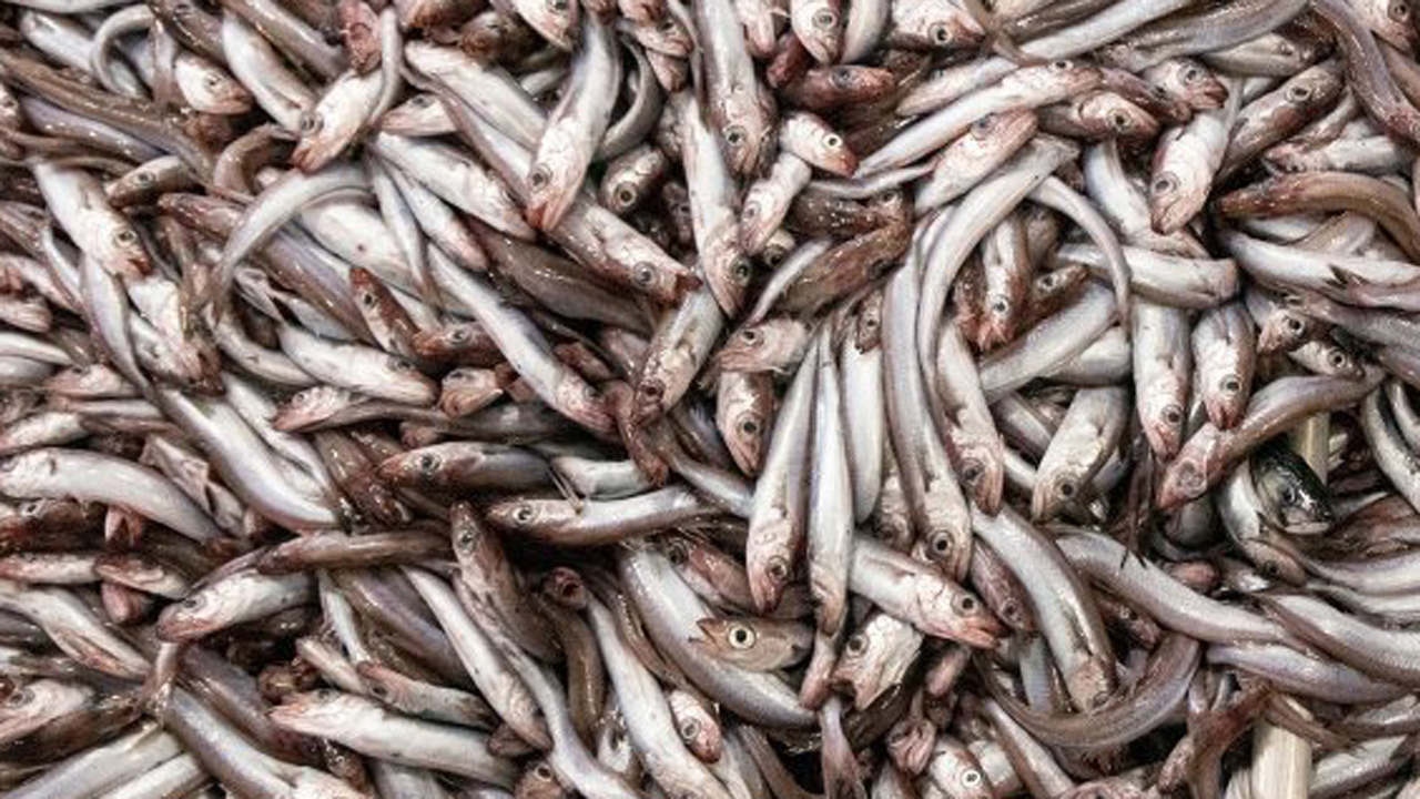 Read more about the article Færøerne: Godt industrifisker efter blåhvilling