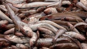 Landingerne af blåhvilling har den seneste uge været beskedne og i den lave ende, det er dog ikke usædvanligt, at fiskeriet opleves begrænset på denne tid af året, og erfaringerne viser, at det plejer at tage til igen i begyndelsen af april måned. foto: Sverri Egholm