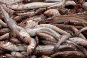 Landingerne af blåhvilling har den seneste uge været beskedne og i den lave ende, det er dog ikke usædvanligt, at fiskeriet opleves begrænset på denne tid af året, og erfaringerne viser, at det plejer at tage til igen i begyndelsen af april måned. foto: Sverri Egholm