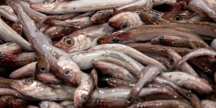 Landingerne af blåhvilling har den seneste uge været beskedne og i den lave ende, det er dog ikke usædvanligt, at fiskeriet opleves begrænset på denne tid af året, og erfaringerne viser, at det plejer at tage til igen i begyndelsen af april måned. foto: Sverri Egholm