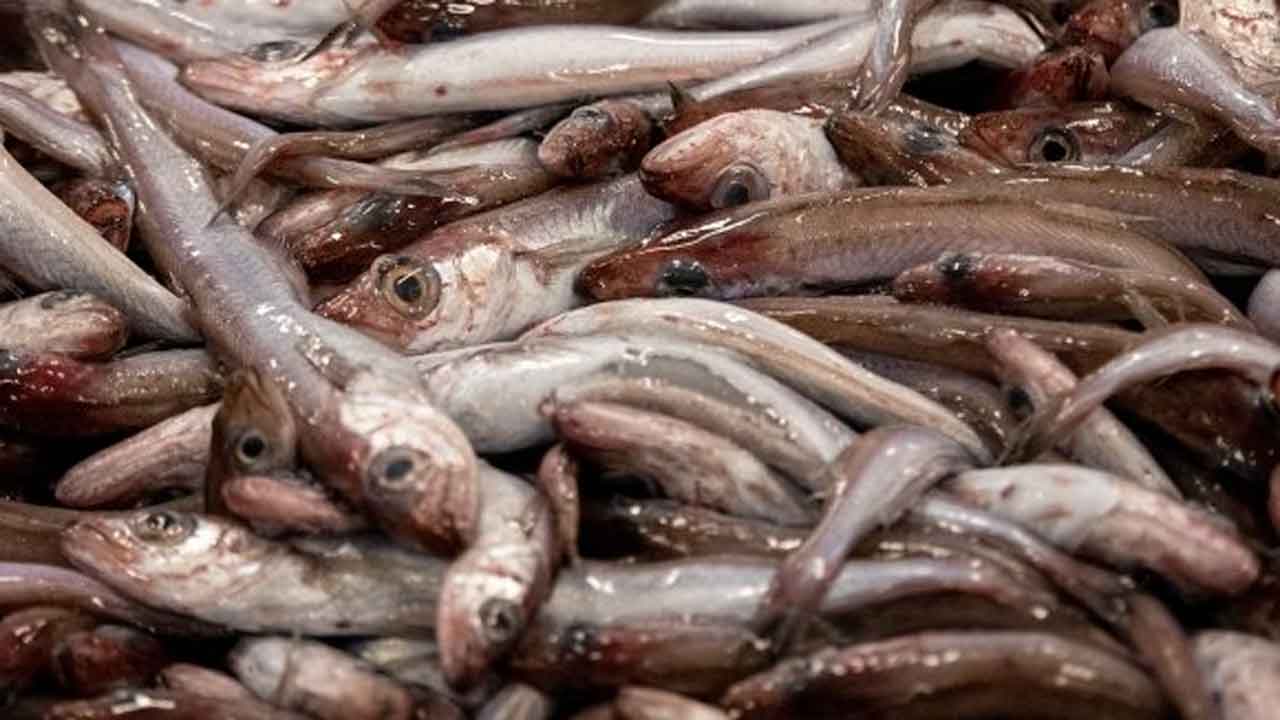 Read more about the article Færøerne: Mindre fangster af blåhvilling