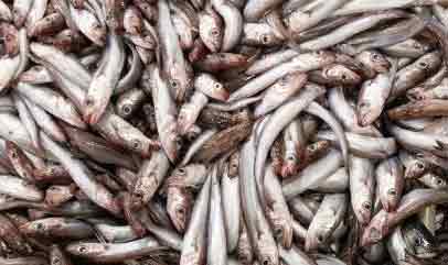 Blåhvilling - Sverri Egholm