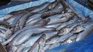 Pelagiske fartøjer leverer tusindvis af tons. Et godt fiskeri syd for Færøerne holder både flåde og industri igang. Der er således fuld fart på fiskeriet efter blåhvilling (svartkjaftur) omkring Færøerne i disse uger, hvor både færøske og udenlandske fartøjer leverer store fangster til landanlæggene. arkivfoto