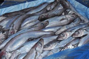 Pelagiske fartøjer leverer tusindvis af tons. Et godt fiskeri syd for Færøerne holder både flåde og industri igang. Der er således fuld fart på fiskeriet efter blåhvilling (svartkjaftur) omkring Færøerne i disse uger, hvor både færøske og udenlandske fartøjer leverer store fangster til landanlæggene. arkivfoto