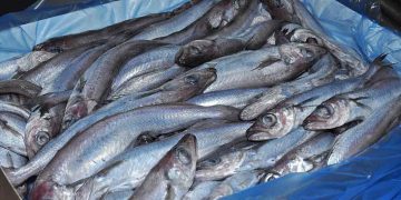 Pelagiske fartøjer leverer tusindvis af tons. Et godt fiskeri syd for Færøerne holder både flåde og industri igang. Der er således fuld fart på fiskeriet efter blåhvilling (svartkjaftur) omkring Færøerne i disse uger, hvor både færøske og udenlandske fartøjer leverer store fangster til landanlæggene. arkivfoto