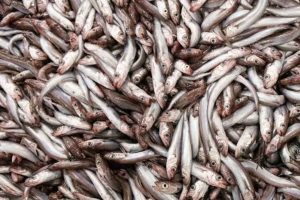 Lige nu er der godt gang i blåhvillinge-fiskeriet ved Færøerne. Fra februar til maj er sæsonen på sit højeste, og færøske fiskere udnytter de store stimer, der netop nu trækker nordpå for at gyde. foto: Sverri Egholm