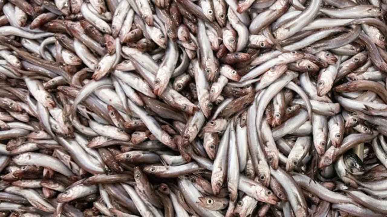 Read more about the article Færøerne: Travlt blåhvillinge-fiskeri med store fangster