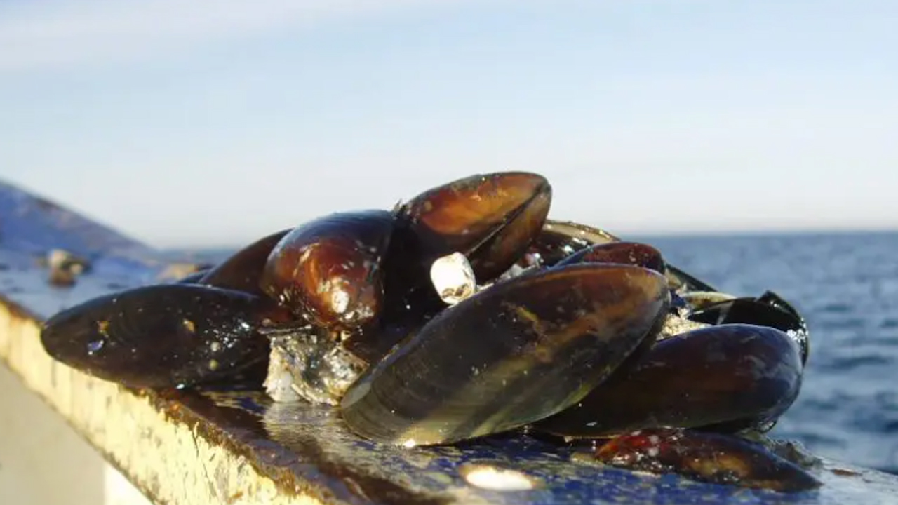 Read more about the article Limfjordens muslingefiskere »Vi har intet at skjule«