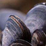 Foto: Blåmuslinger - FiskerForum.dk