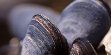 Foto: Blåmuslinger - FiskerForum.dk