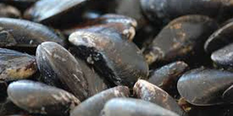 »Stalddørspakken« omhandler også salg af muslinger over kajen  arkivfoto: blåmuslinger - FiskerForum.dk