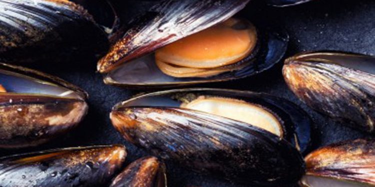 blåmuslinger og østers i limjorden foto: fodevarestyrelsen