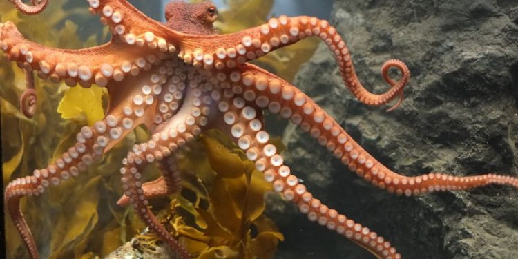 Eksplosiv vækst af blæksprutter i verdenshavene  Foto: Blæksprutte - Wikipedia