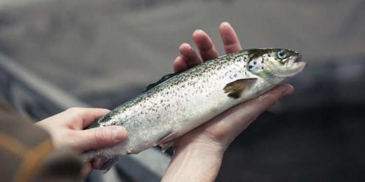 Norske fiskeopdrættere får en hjælpende hånd med dansk teknologi