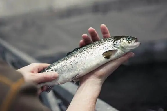 Read more about the article Norske fiskeopdrættere får en hjælpende hånd med dansk teknologi
