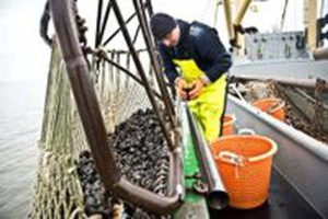 Fiskere fra Niedersachsen opnår MSC-certificering af blåmuslinger.  Foto: Blåmuslinge fisker - MSC